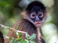 Klammeraffe schaut aus dem Gebüsch